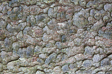 The bark of an old tree, background