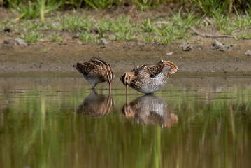 Fototapeta premium The common snipe (Gallinago gallinago)