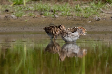 The common snipe (Gallinago gallinago)