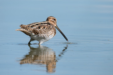 The common snipe (Gallinago gallinago)