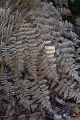 Fall Bracken Ferns