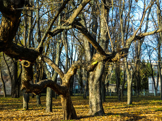 tree in autumn