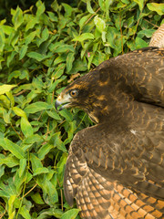 The variable hawk (Geranoaetus polyosoma)is a polymorphic species of bird of prey in the family Accipitridae.It is widespread and often common in open habitats at South America, including the Falkland