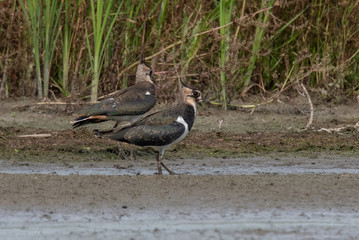 Northern lapwing (Vanellus vanellus)
