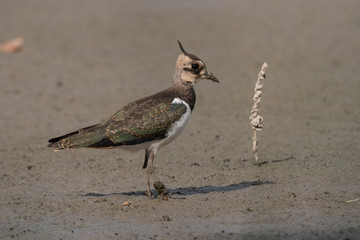 Northern lapwing (Vanellus vanellus)