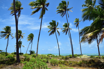 Zanzibar scenery, Tanzania, Africa