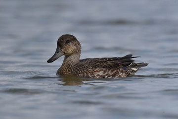 The Garganey (Anas querquedula), female