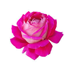 Beautiful bright pink rose on a white background