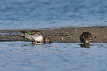 The Garganey duck (Anas querquedula)