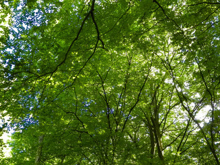 Forest trees as nature background.