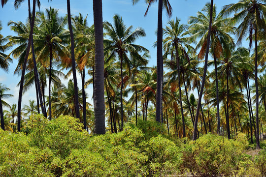 Zanzibar scenery, Tanzania, Africa