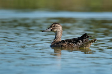 The Garganey (Anas querquedula), juvenile