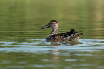 The Garganey (Anas querquedula), juvenile