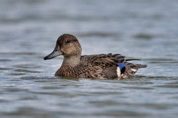 The Garganey (Anas querquedula), female