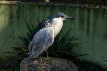 Savacu - soco dorminhoco - Nycticorax - Black-crowned Night-Heron