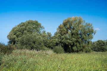 Fototapeta premium Weiden im Naturschutzgebiet Seefelder Aachmündung