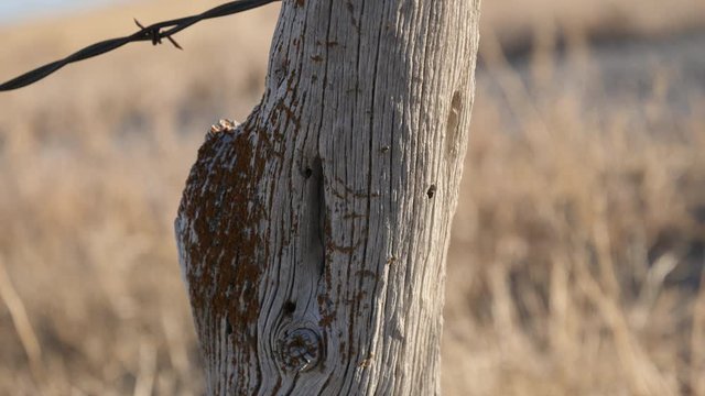 Closeup Tilt-Weathered fence post with rusty strand of barbed wire with low sun angle lighting dry amber out of focus winter foliage in the background. Part of Topaz WWII Japanese internment camp.