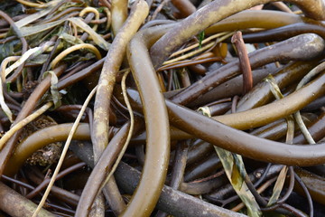 Tangled Kelp Web