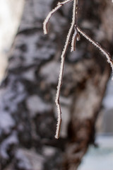Snow, frost on the branches of a tree on winter background.