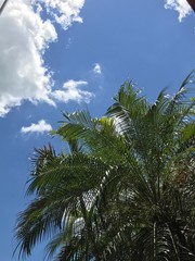 Fototapeta na wymiar Palm