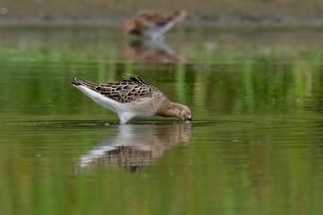 The Ruff, Philomachus pugnax, juvenile