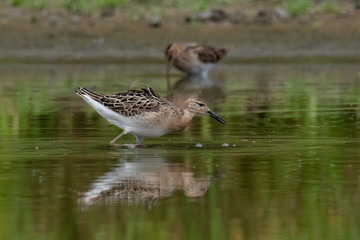 The Ruff, Philomachus pugnax, juvenile