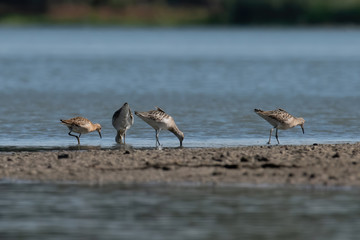 The Ruff, Philomachus pugnax