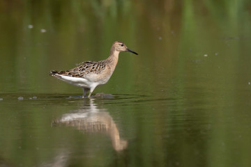 The Ruff, Philomachus pugnax, juvenile