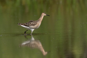 The Ruff, Philomachus pugnax, juvenile