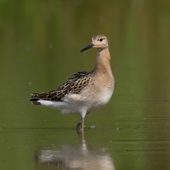 The Ruff, Philomachus pugnax, juvenile