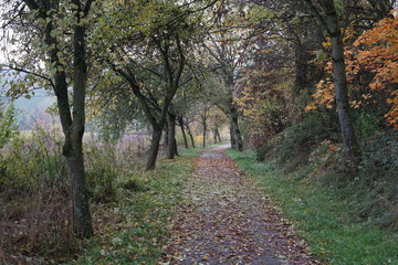 Abwärtsführender Weg an einem Waldrand