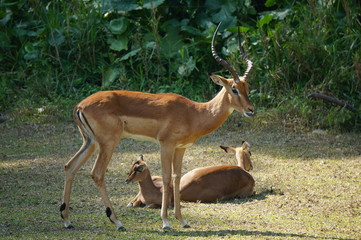deer in the zoo
