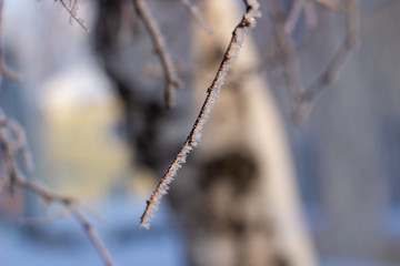 Snow, frost on the branches of a tree on winter background.