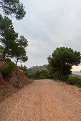 Sunrise in the desert of the palms of Benicassim
