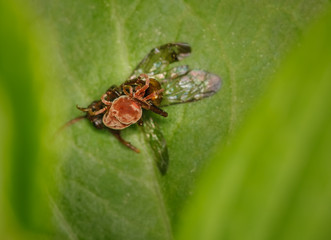 Fototapeta premium rote Samtmilbe