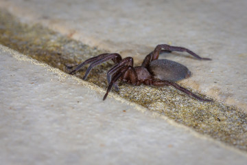Hausspinne