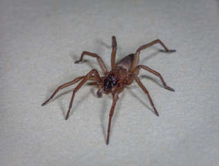 Hausspinne