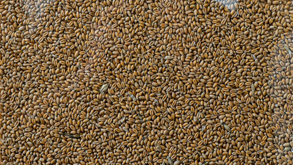 sunflower seeds background