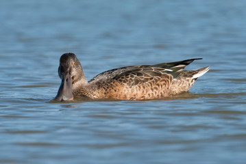 Northern shovelers (Anas clypeata), male, summer