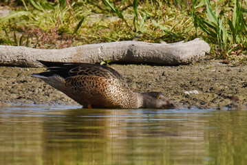 Northern shovelers (Anas clypeata), male, summer