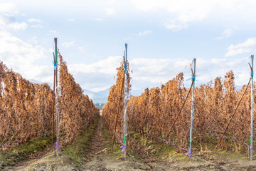 Obraz premium 山形村の長芋畑