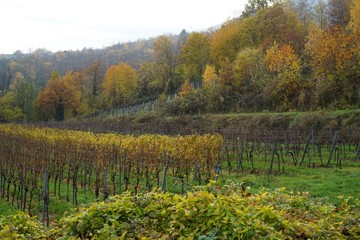 Naklejka premium Stimmungsvolle, herbstliche Weinberglandschaft