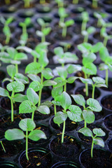 Sapling of melon in Nursery tray