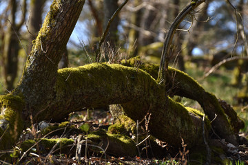 Bemooster Baumstamm