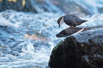 White-throated Dipper (Cinclus cinclus)
