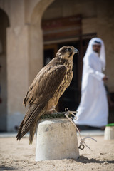 Arab falcon