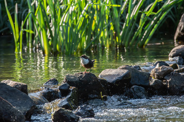 Naklejka premium White-throated Dipper (Cinclus cinclus)