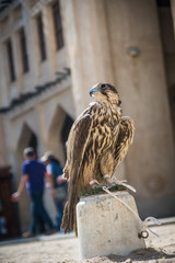 Arab falcon