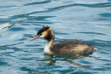 Svasso maggiore (Podiceps cristatus) nelle acque del lago