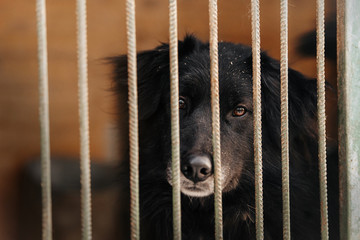 big black mixed breed dog portrait behind bars in animal shelter